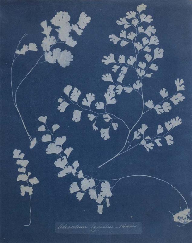 Anna Atkins Adiantum Capillus Venerum